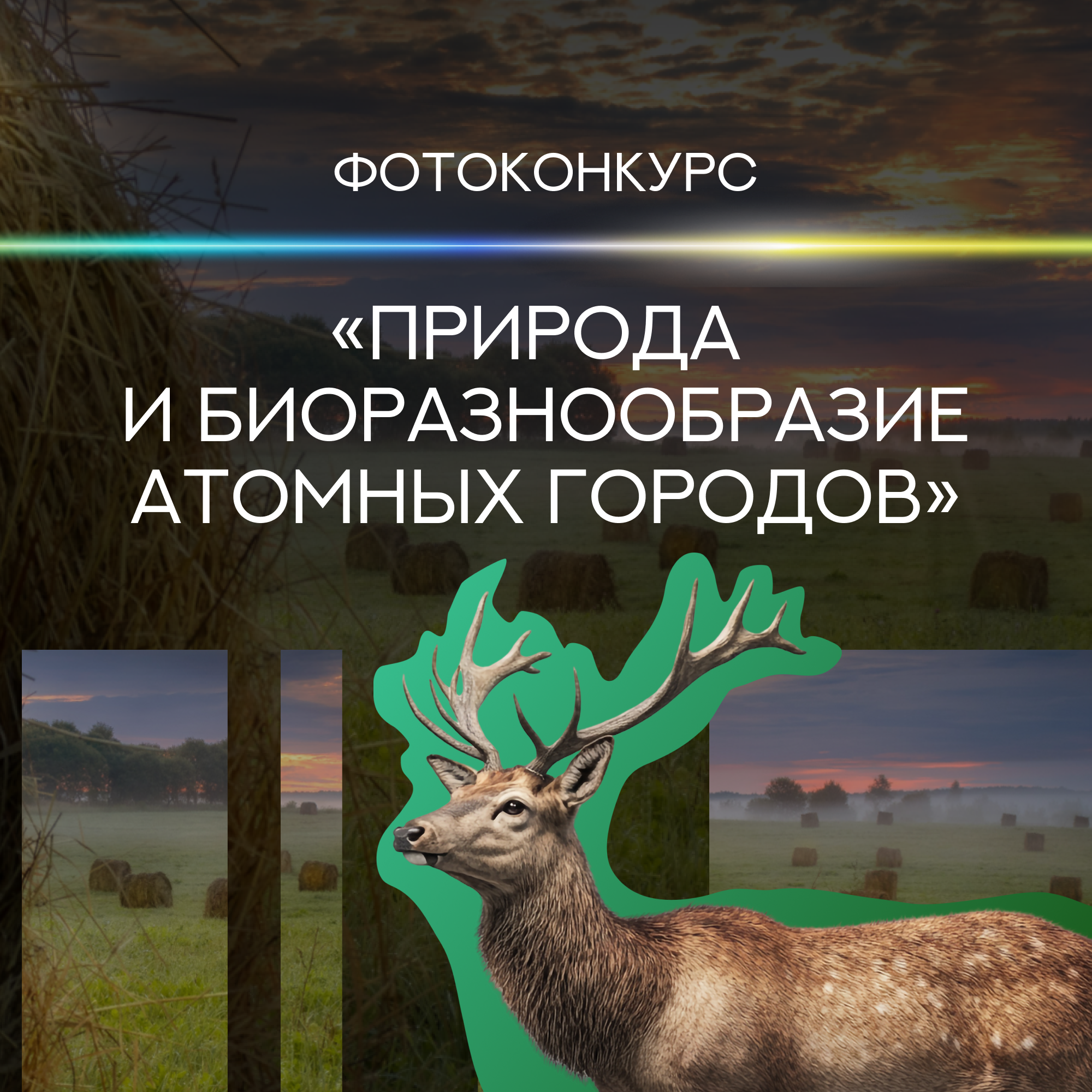О фотоконкурсе «Золотая черепаха».